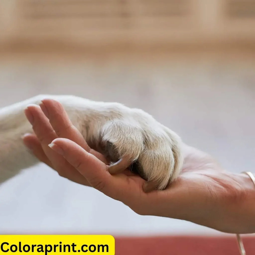 Pet Memorial Quotes