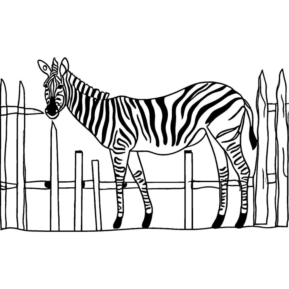Zebra at the zoo