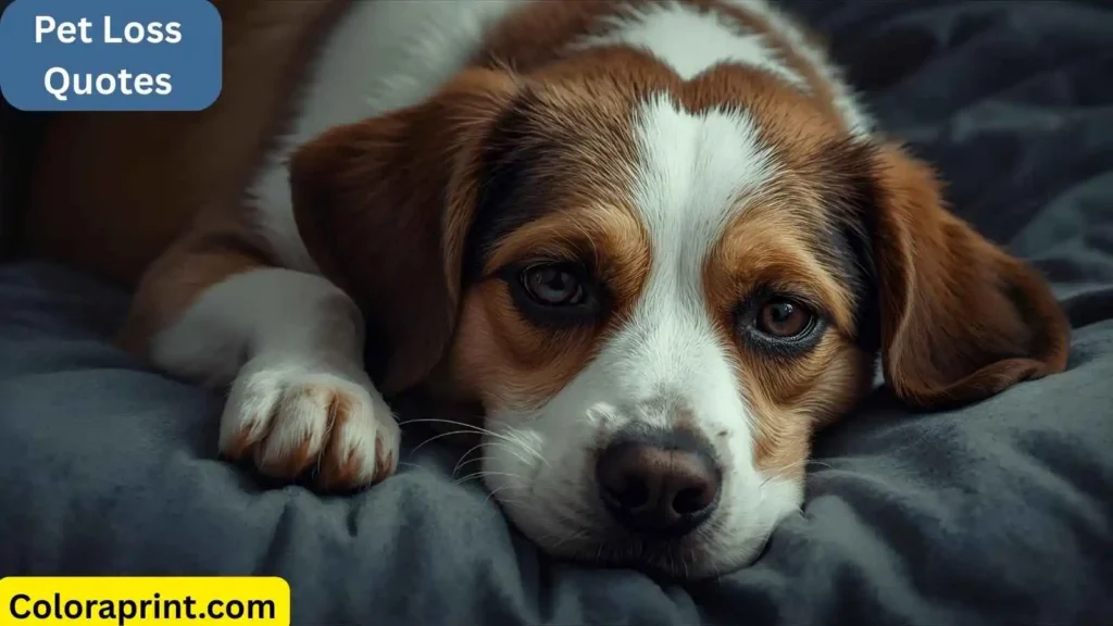 Pet Loss Quotes