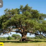 tree-quotes